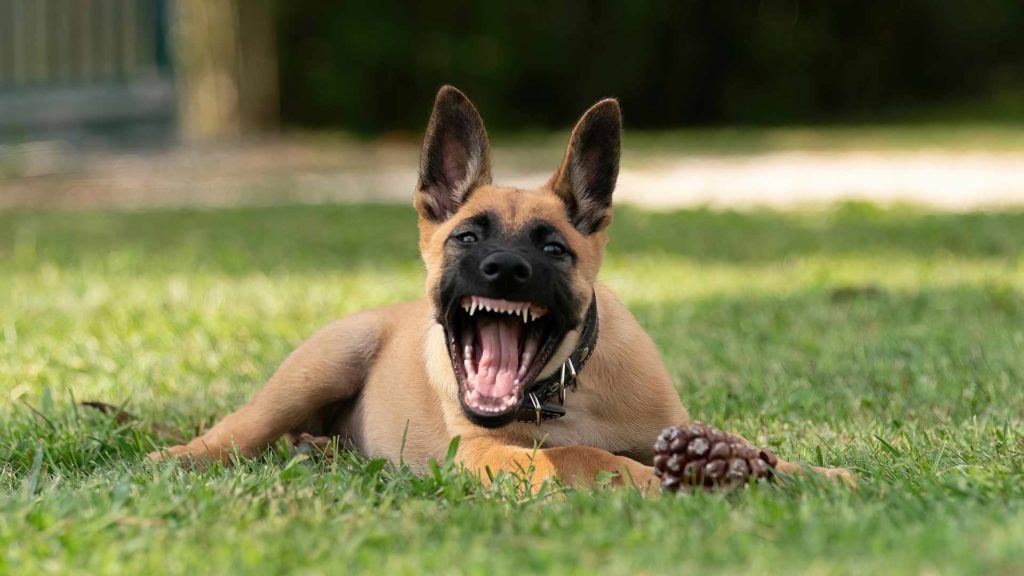 Bellender Malinois Welpe