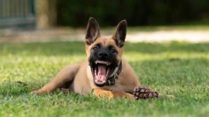 Bellender Malinois Welpe