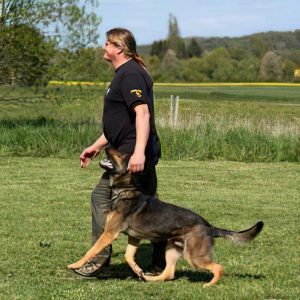 Jogi Zank Schäferhund