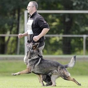 Tobias Oleynik Schäferhund