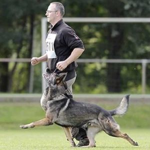 Tobias Oleynik Schäferhund